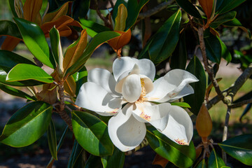 Obraz premium A closeup of a large white magnolia flower with bronze along the edge from age. The blossom has four cup or bowl shaped petals with large green leathery leaves. The growing bloom has a sweet smell 