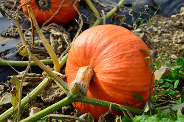 A round plump vibrant orange color organic pumpkin in a pumpkin patch with a thick green stem. The fruit is attached to an adjoining vine and pumpkin on a farm. The ground has rows of black cloth.