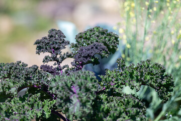 Closeup of a vibrant green and purple-colored organic kale growing in an urban garden. The ripe kale is a superfood vegetable that has long thick curly leaves growing from a center stem. 
