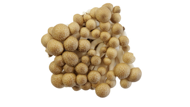 Champignons de h&ecirc;tre brun ou champignons Shimeji isol&eacute;s sur fond blanc