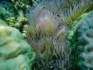 Fototapeta na wymiar underwater life in tropical sea with corals and fish