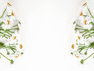 White daisies on white background with copy space.