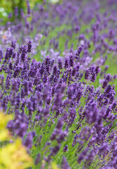 Obraz na płótnie Canvas Lavender flowers field at summer sunny day with soft focus blur natural background.