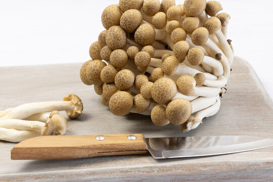 Champignons de h&ecirc;tre brun ou champignons Shimeji isol&eacute;s sur fond blanc