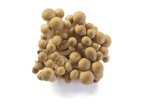 Champignons de h&ecirc;tre brun ou champignons Shimeji isol&eacute;s sur fond blanc