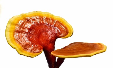 mushroom isolated on white background