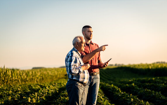 Two farmers standing in a field examining soy crop.
