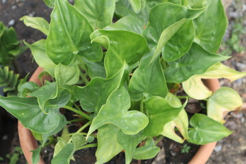 Green plants in brown pots