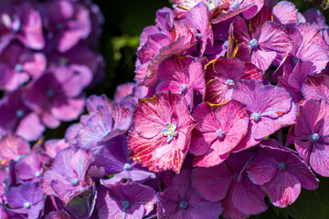 Macro image, pink hydrangea flower background