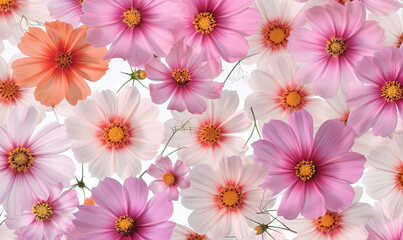 Fototapeta na wymiar a bunch of pink and white flowers on a white background. generative ai