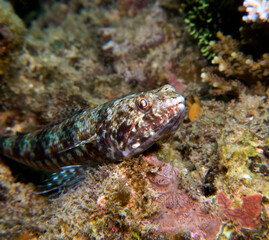 Obraz na płótnie Canvas Close up view of a sand Lizardfish resting on a rock Boracay Island Philippines