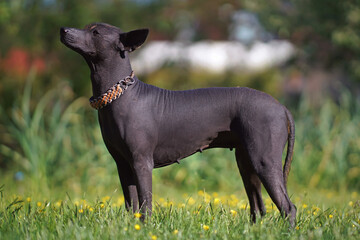 Obedient Xoloitzcuintle (Mexican hairless dog) with a paracord collar posing outdoors standing on a green grass with yellow flowers in summer