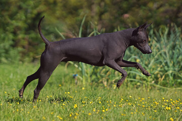 Active Xoloitzcuintle (Mexican hairless dog) posing outdoors running on a green grass with yellow flowers in summer
