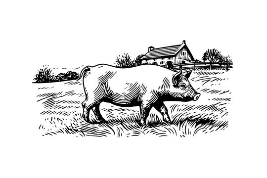 Pig clip art preview