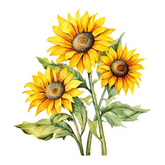 Fototapeta na wymiar Sunflower watercolor isolated. Illustration AI Generative.