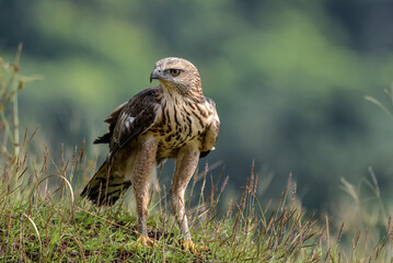 Portrait of a changeable hawk-eagle, Indonesia