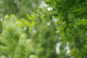 Fototapeta na wymiar green oak branches in beautiful light, young green leaves oak, Quercus robur in spring garden, summer park, picturesque peaceful natural background, blur organic plant leaves shallow depth field