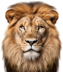 Head of beautiful lion with rich mane - picture in style of studio portrait