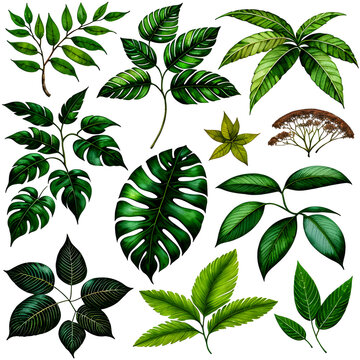 Set of various tropical leaves isolated on white background, Generative Ai
