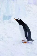 Profile view of gentoo penguin standing in snow, with ice in the background