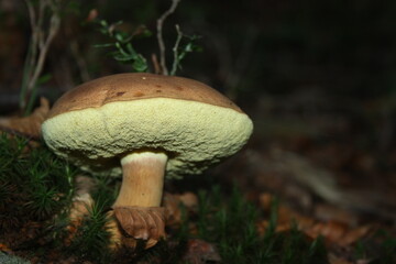 (Boletus (Boletus edulis), seta con sombrero marrón por encima y amarillo la parte inferior