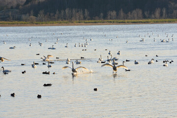 着水するハクチョウ
