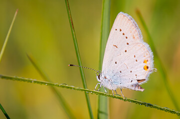 Beautiful butterfly on the meadow in the morning.