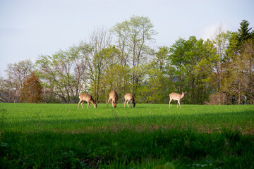 草原でエサを食むエゾシカの群れ
