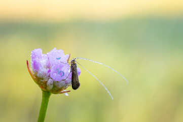 Beautiful insect in the meadow in the morning.