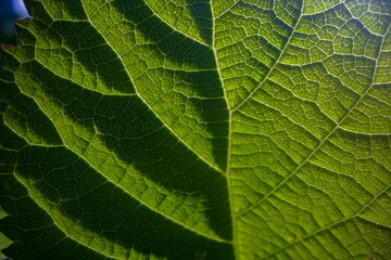 A beautiful fresh green leaf close-up highlighted by the sun. Detailed texture and expressive structure. Natural ecology background with copy space