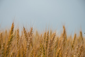 黄金色のムギの穂
