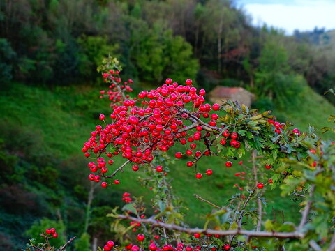 Primer plano de frutos rojos de espino albar (Crataegus monogyna) sobre un fondo de paisaje bosquoso con cabaña