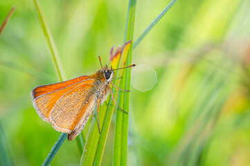 Beautiful butterfly on the meadow in the morning.