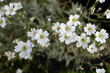 Cerastium tomentosum flowers, or Snow-in-summer
