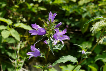 Glockenblume (Campanulaceae) begegnet auf der Schw&auml;bischen Alb