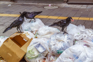Three black crows on top of pile of plastic garbage bags which have been put out on a city street on garbage day. Crow are numerous and considered a nuisance. - obrazy, fototapety, plakaty