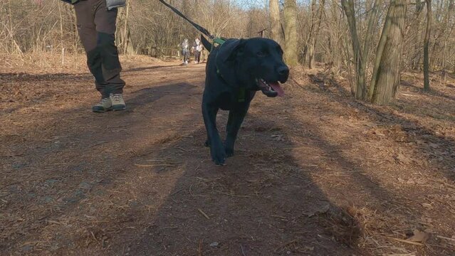 Slow motion ground level pov of man owner with black labrador retriever dog walking on woodland path