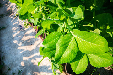 Stem and leaves of pea close-up in the farm. Green fresh natural food crops. Gardening concept. Agricultural plants growing in garden beds