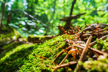 Close-up moss and plants in the forest. Detailed microcosm. Low point of view in nature landscape with strong blurry background. Ecology environment