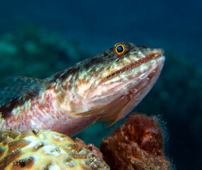 A sand Lizardfish camouflaged on rocks Boracay Island Philippines