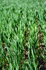 Green wheat field in spring. Close up of young green wheat field