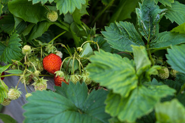 strawberry harvest on a bush, green bush with red strawberries
