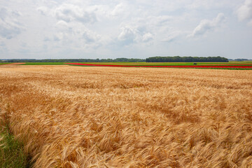 wheat fields in summer, Etretat, Normandy, france