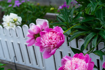 beautiful pink peonies on the background of the fence