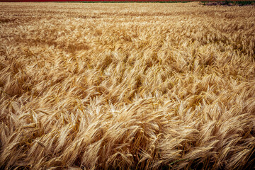 wheat fields in summer, Etretat, Normandy, france