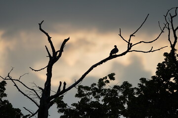 Moody dark photo of dove sitting on a branch on sunset.  Bird on the tree at sunset landscape.