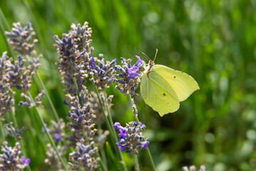 Common brimstone butterfly (Gonepteryx rhamni) sitting on lavender in Zurich, Switzerland