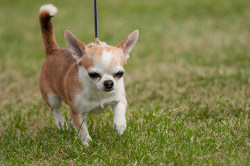 Little Chihuahua close up walking towards camera