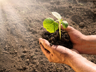 Male hands planting a cucumber seedling