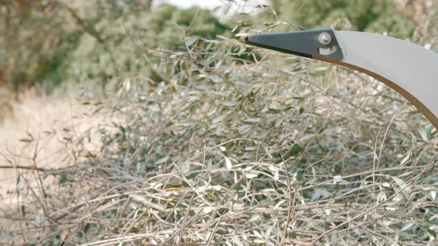 Wood Chipper Machine shredding pruning remains. Close Up. Reducing vegetation by facilitating the chipping of material produced in tree pruning